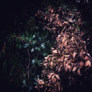 Land Stories 3