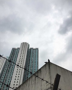 Pigeons